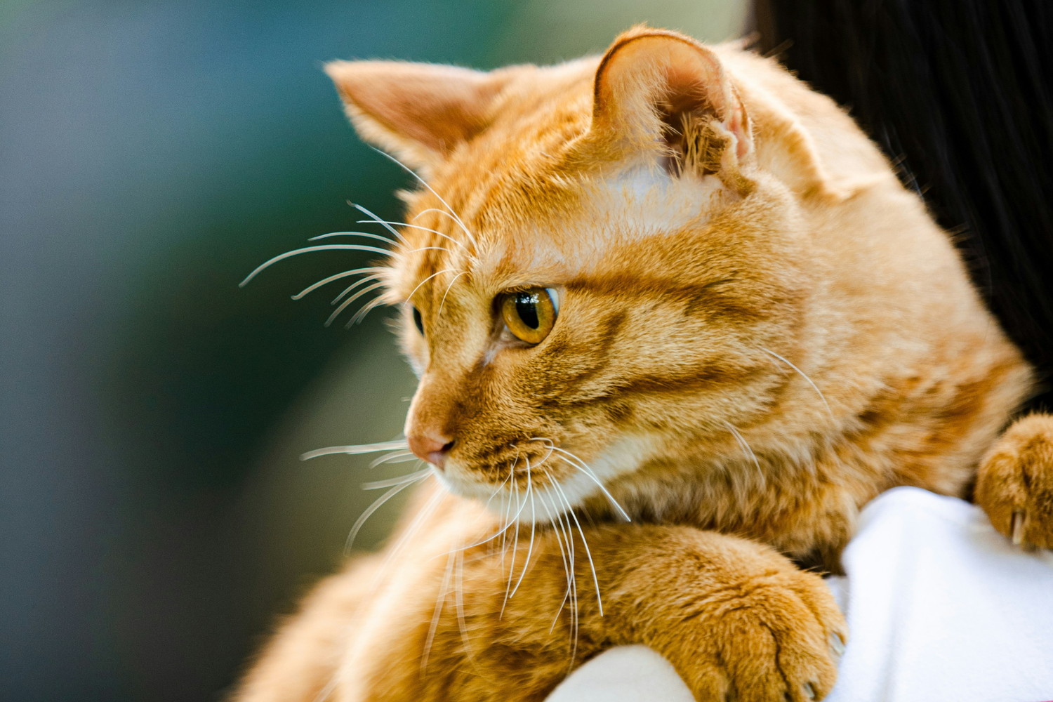 Pets digestive wellness