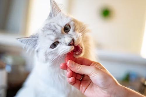 Cat enjoying supplement