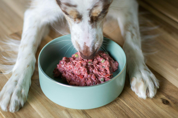Dog enjoying raw-alternative supplement