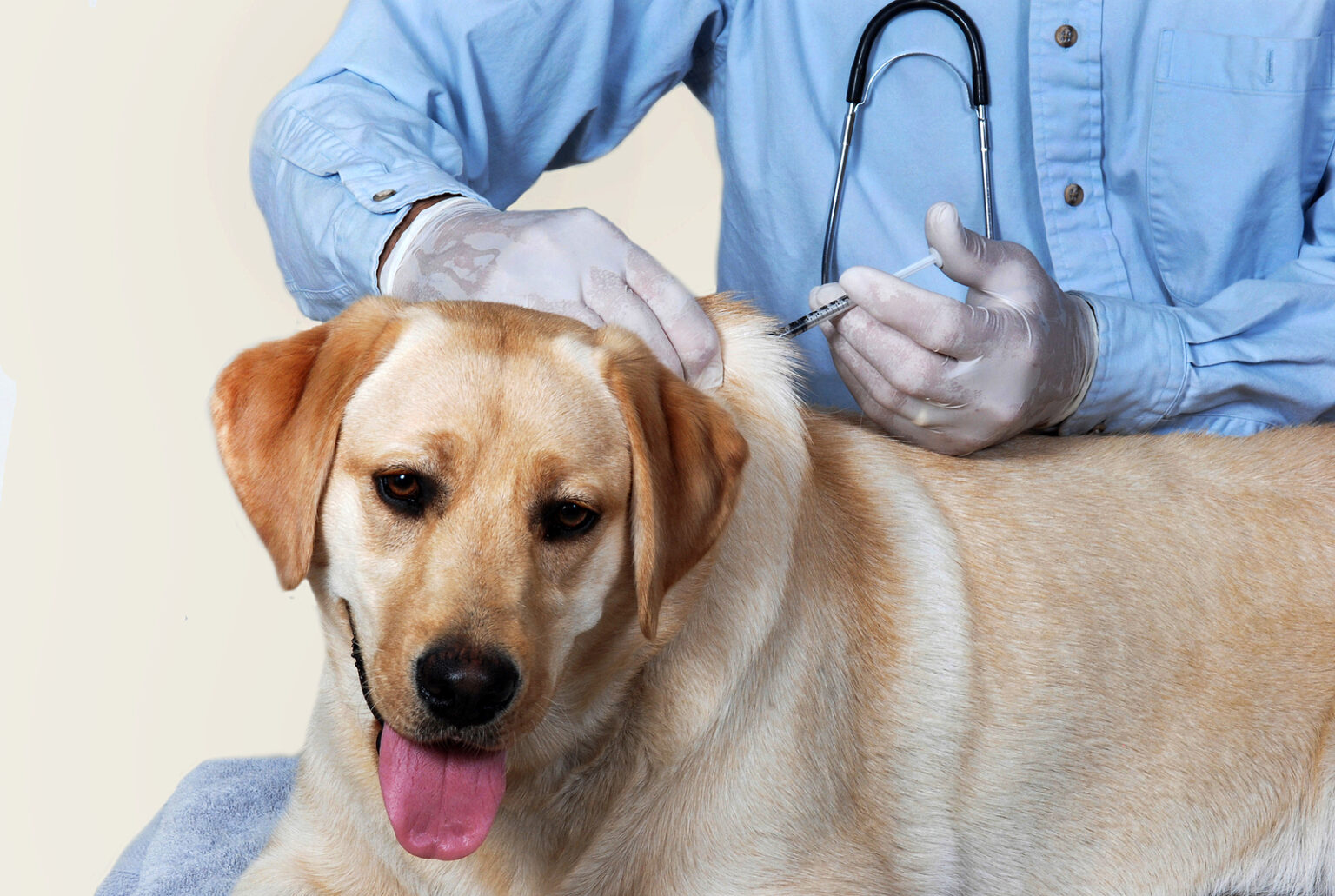 Veterinary care and pet health