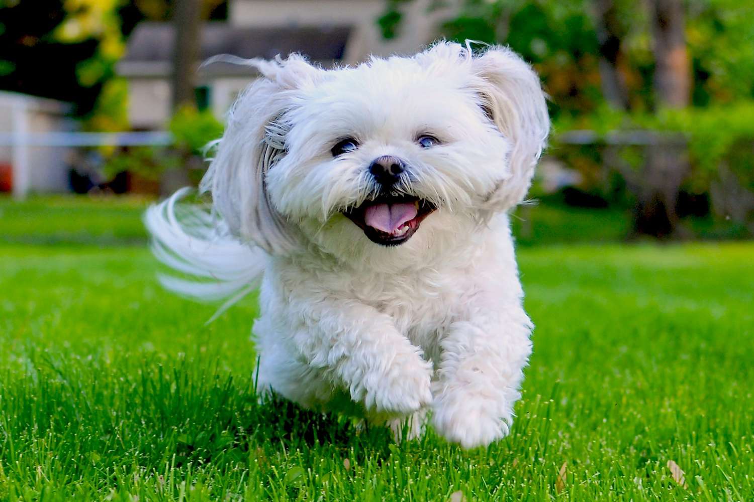 Pets skin and coat