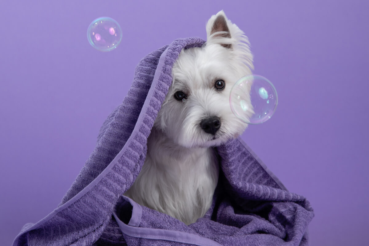 Dog enjoying supplement treat